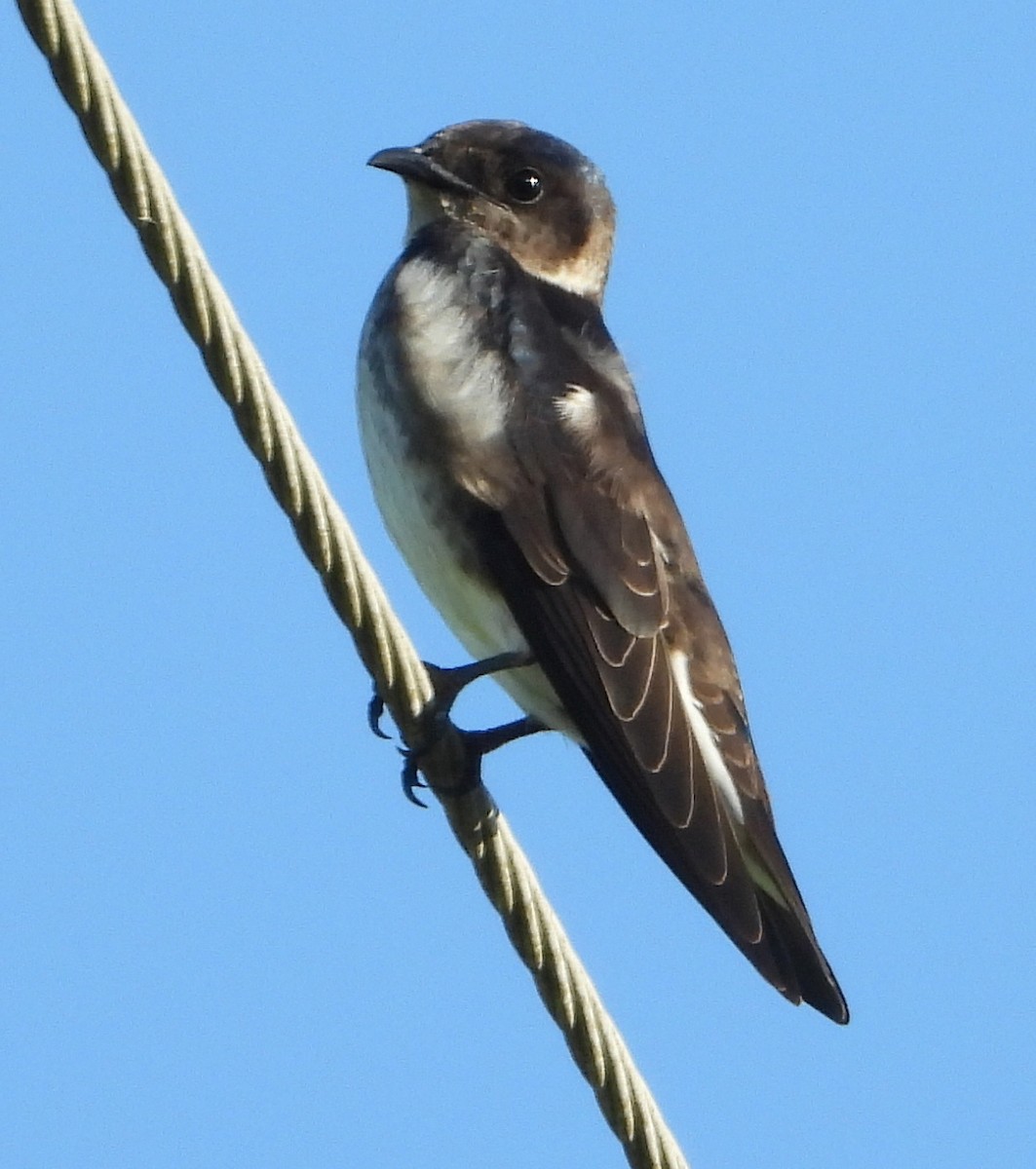 Purple Martin - ML482644371