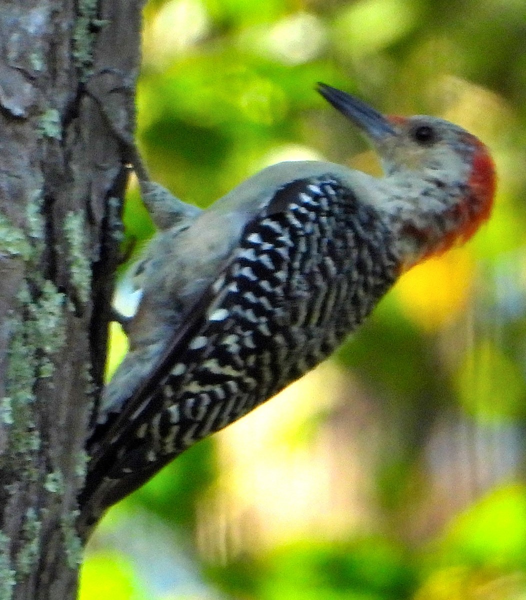 Red-bellied Woodpecker - ML482644881