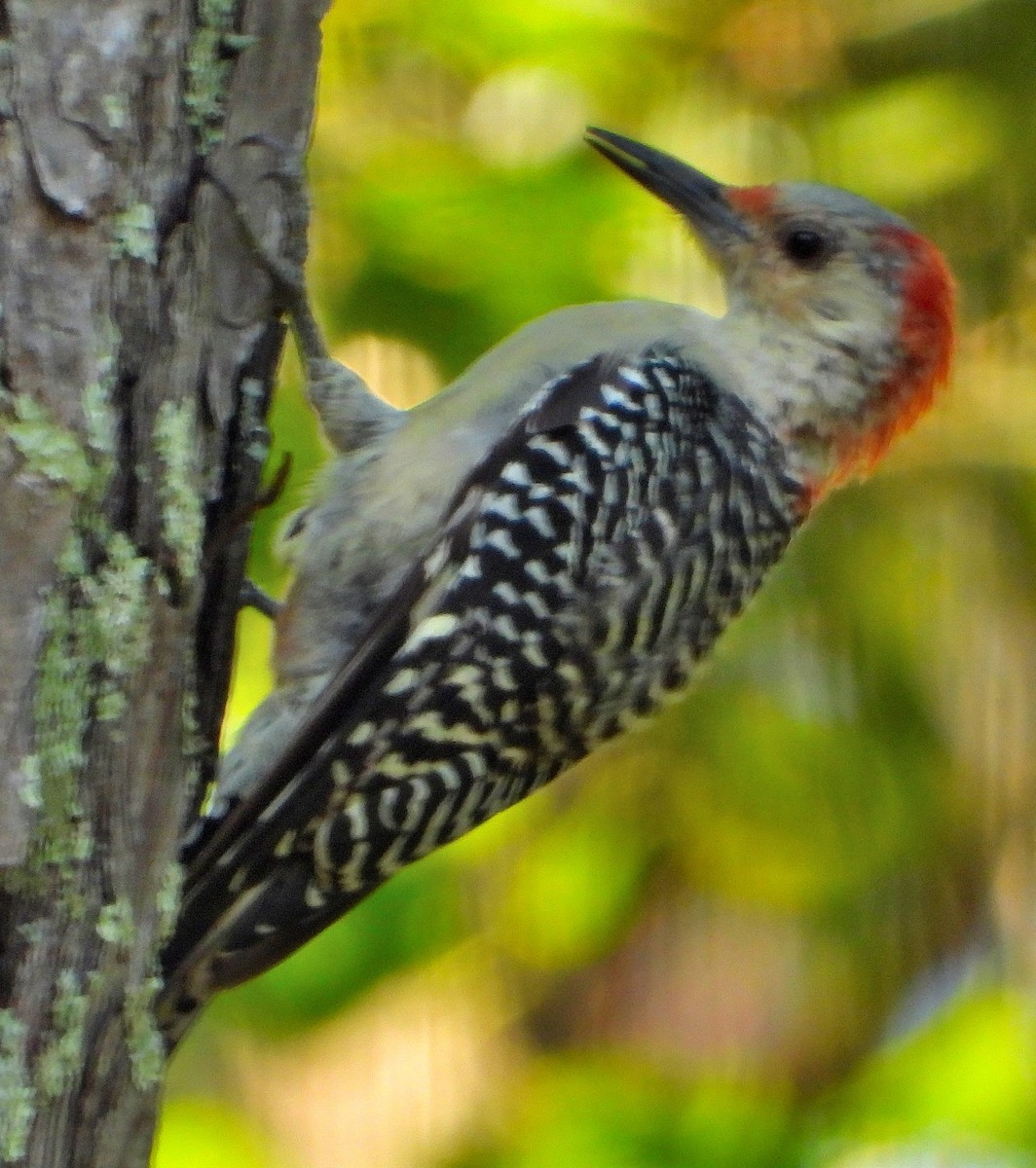 Red-bellied Woodpecker - ML482644901