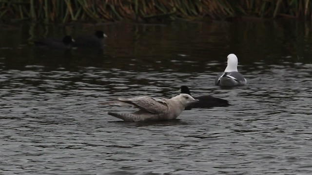 Iceland Gull (Thayer's) - ML482645