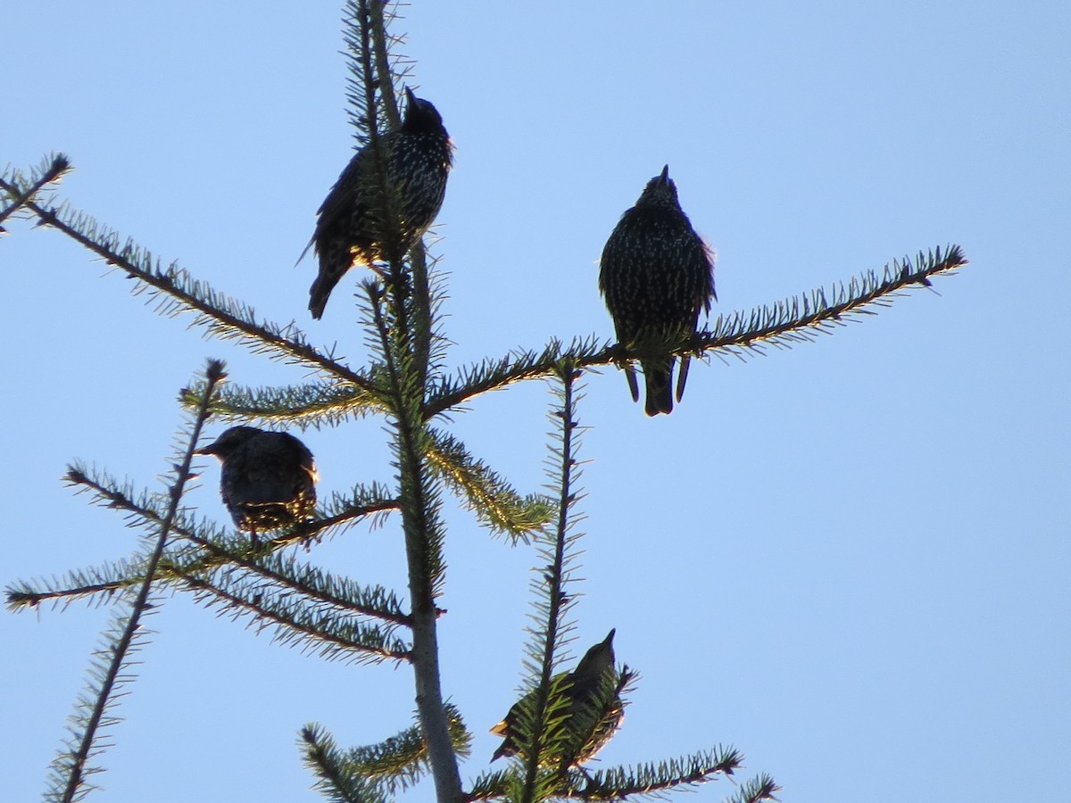 Arabazozo pikarta - ML482645031