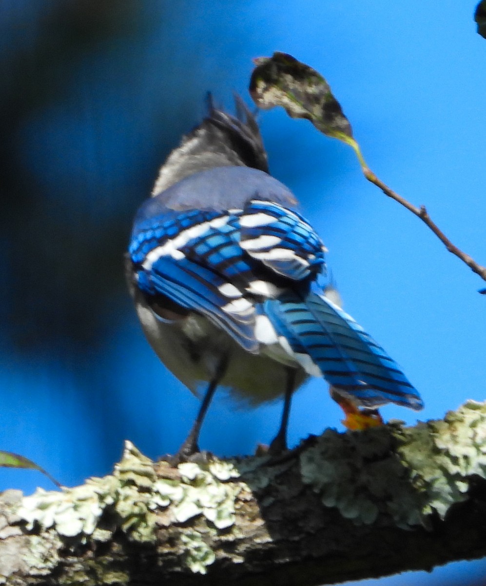 Blue Jay - ML482645101