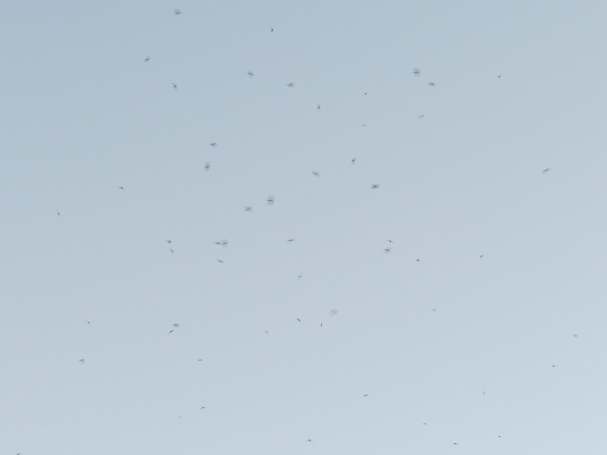 Vaux's Swift - ML482645401