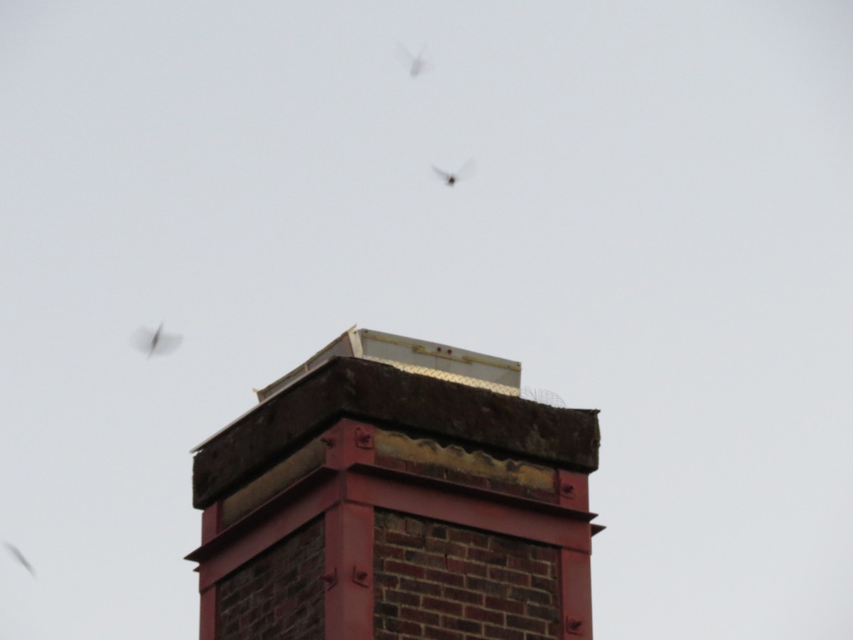 Vaux's Swift - ML482645411