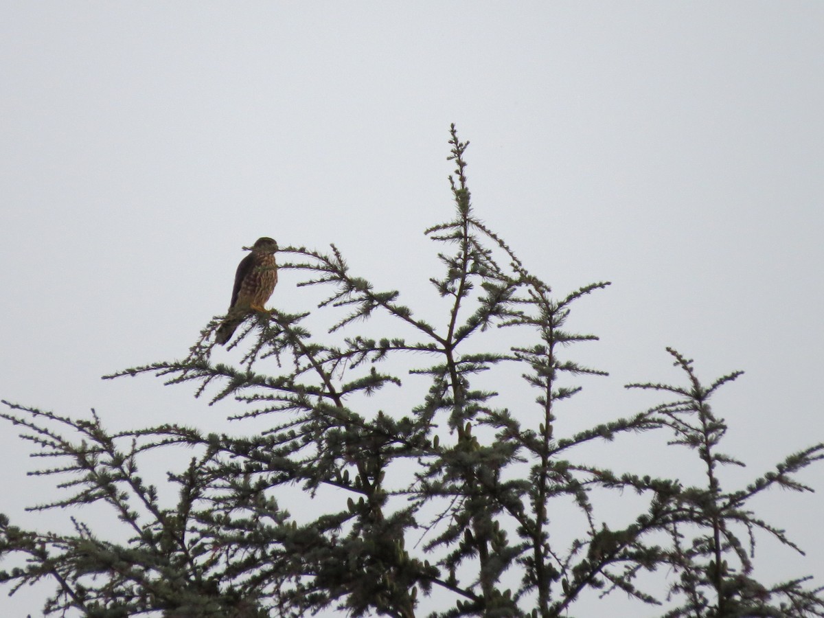 Belatz txikia - ML482645531