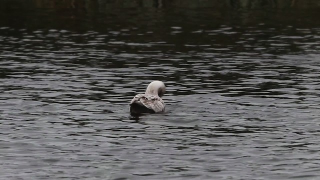 grønlandsmåke (thayeri) (eskimomåke) - ML482646