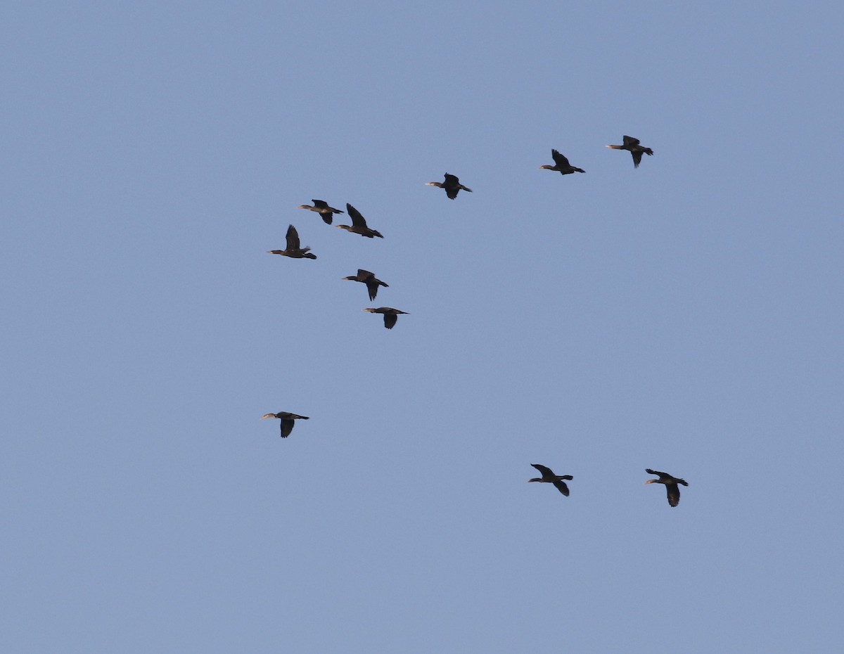 Double-crested Cormorant - ML482646061