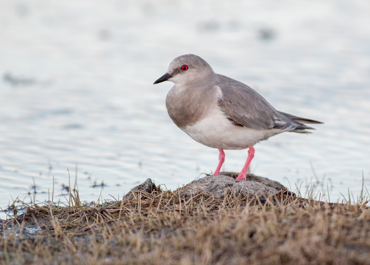 Magellanic Plover - Mathias Deming