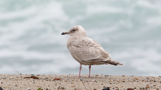 Iceland Gull (Thayer's) - ML482647