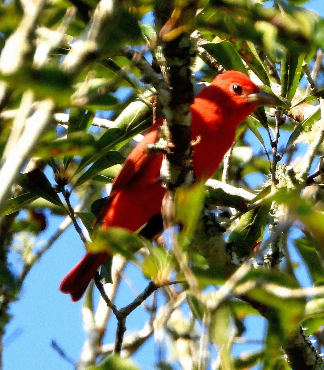 Summer Tanager - ML482647651