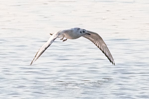 Bonaparte's Gull - ML482647771