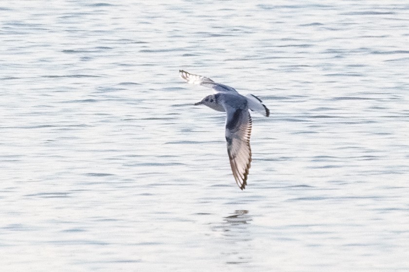 Bonaparte's Gull - ML482647801