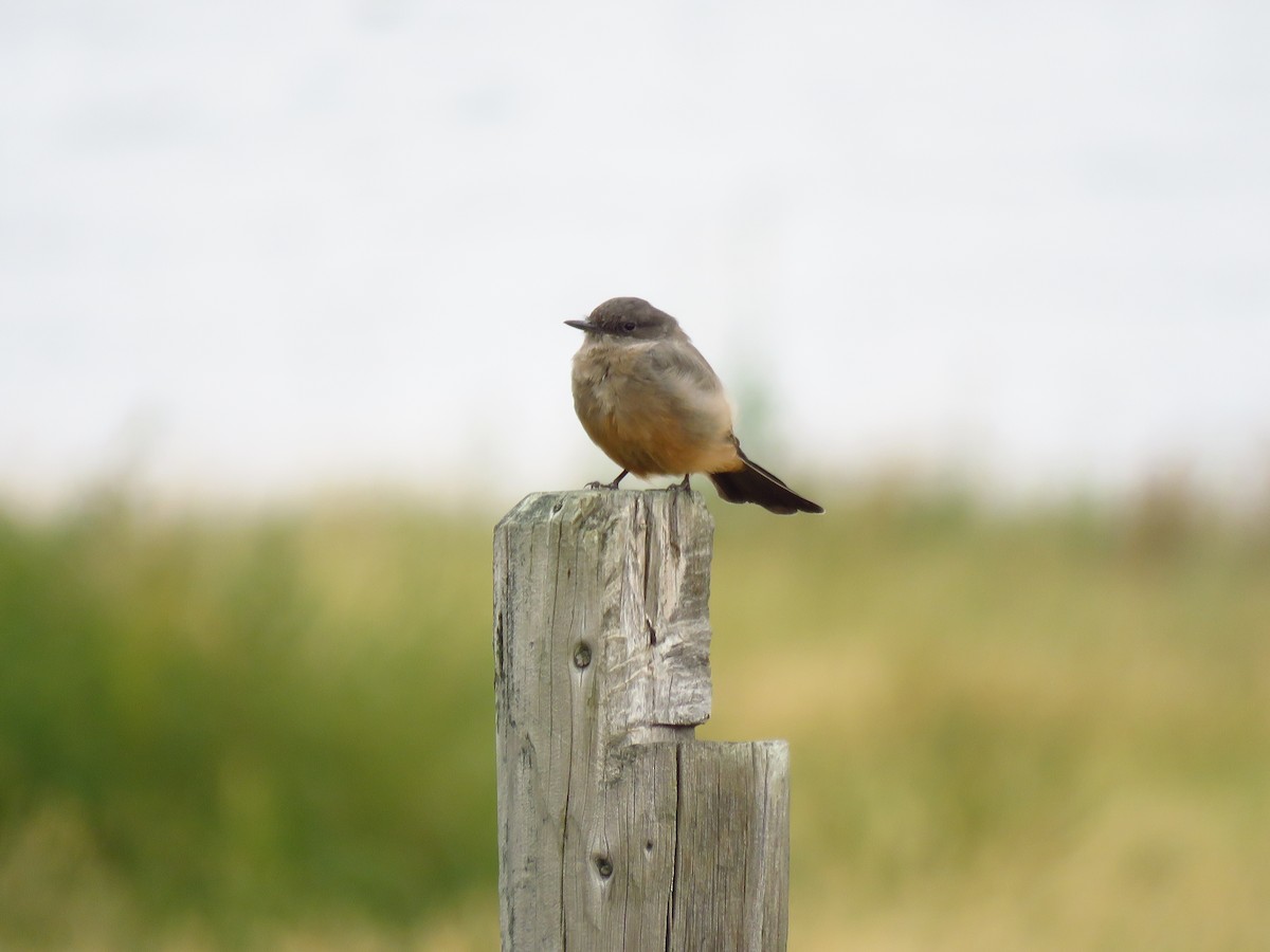 Say's Phoebe - ML482648071