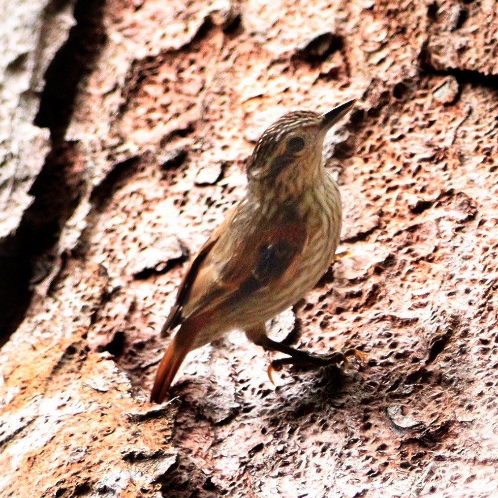 Rufous-tailed Xenops - Rodrigo Ferraz