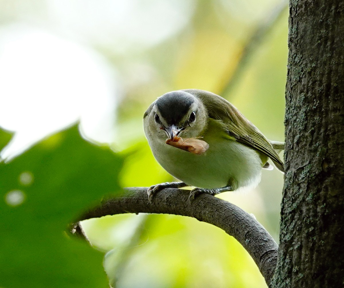 Red-eyed Vireo - ML482650151