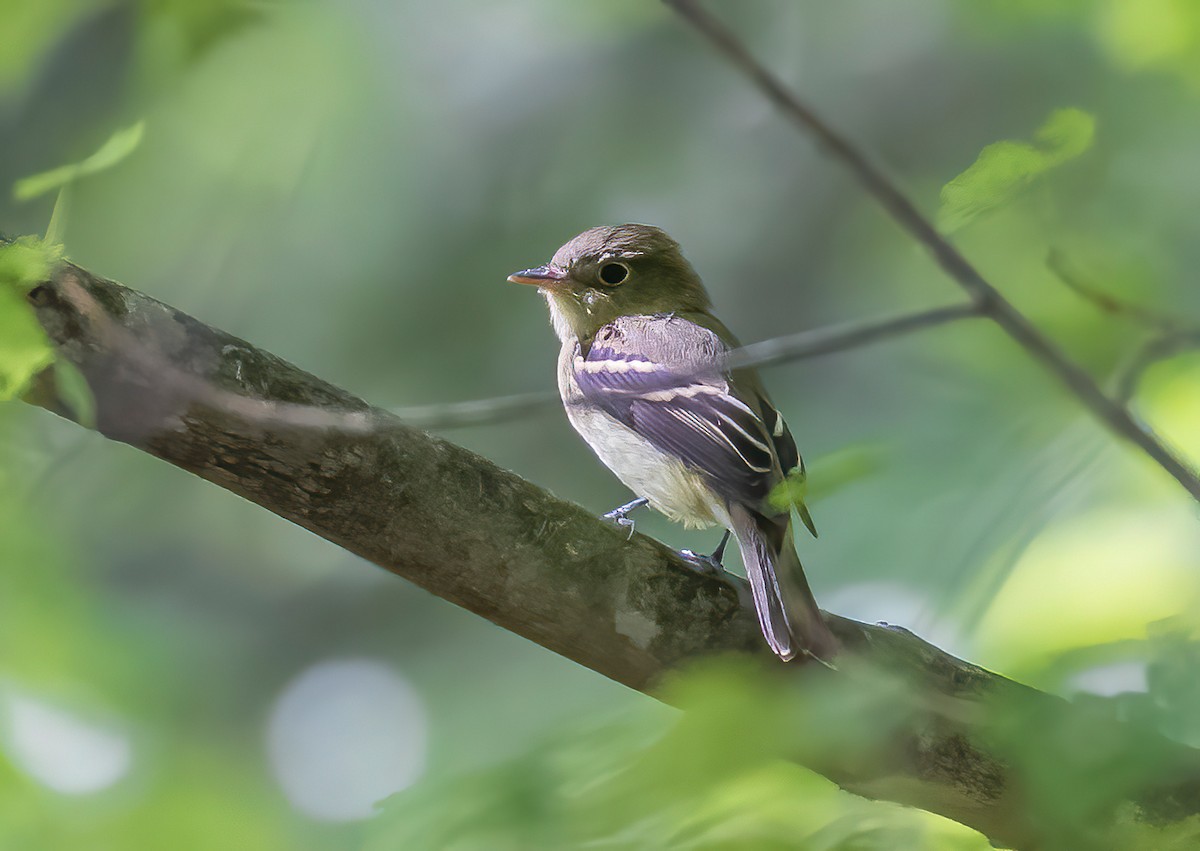 Yellow-bellied Flycatcher - Heather Van Dyk