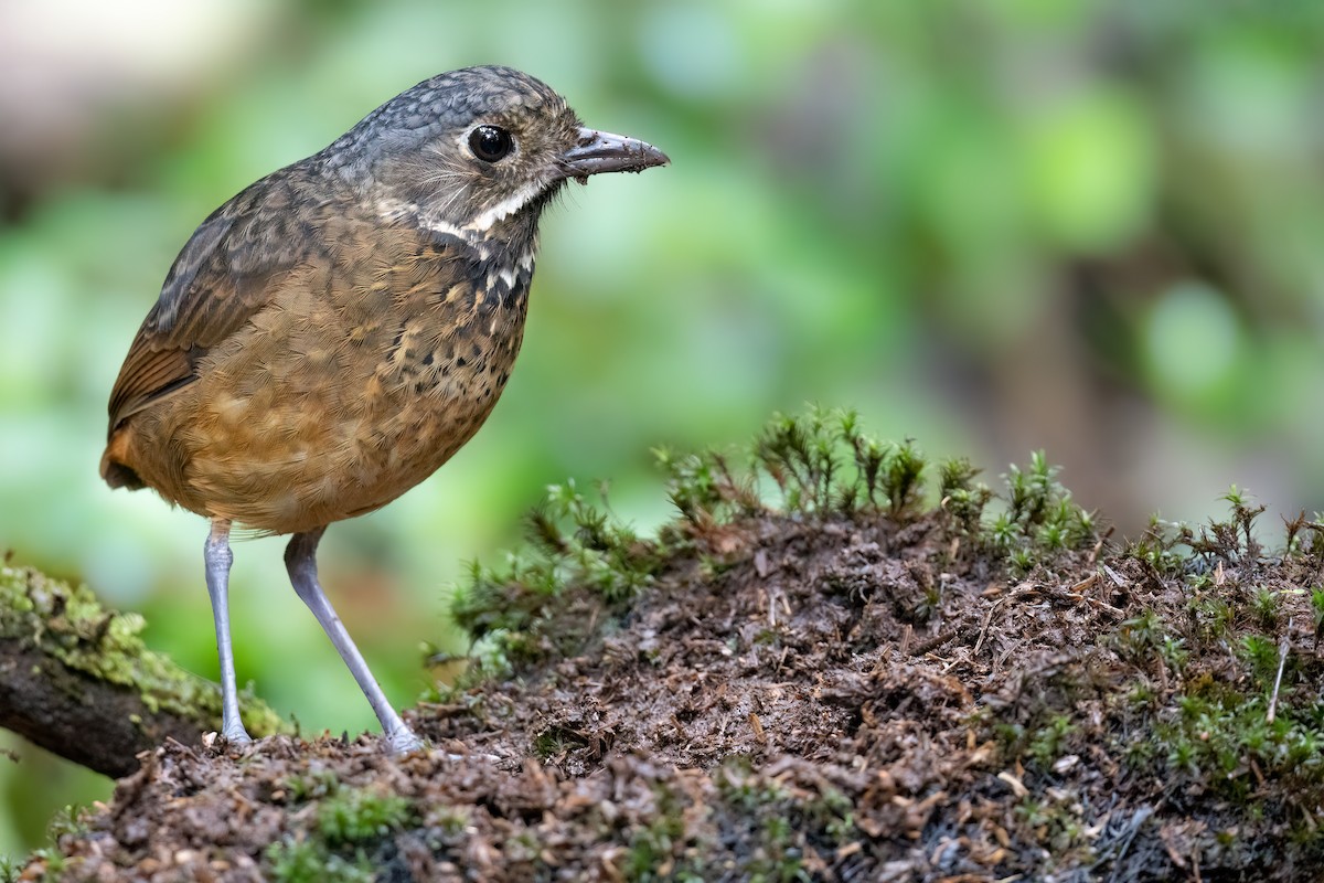 Scaled Antpitta - Ben  Lucking