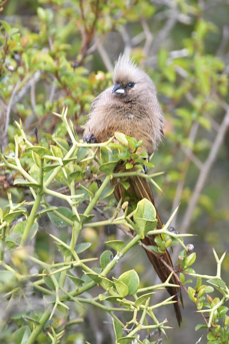 Speckled Mousebird - ML482654351