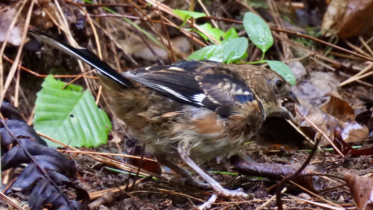 ワキアカトウヒチョウ - ML482654981