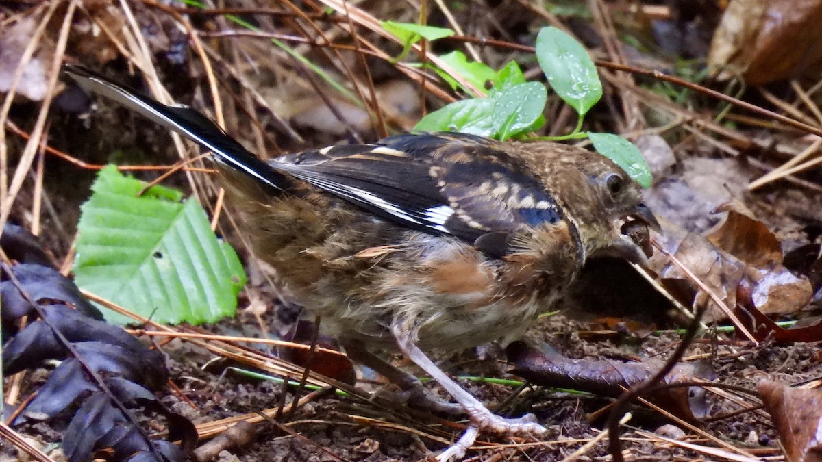 Eastern Towhee - ML482654981