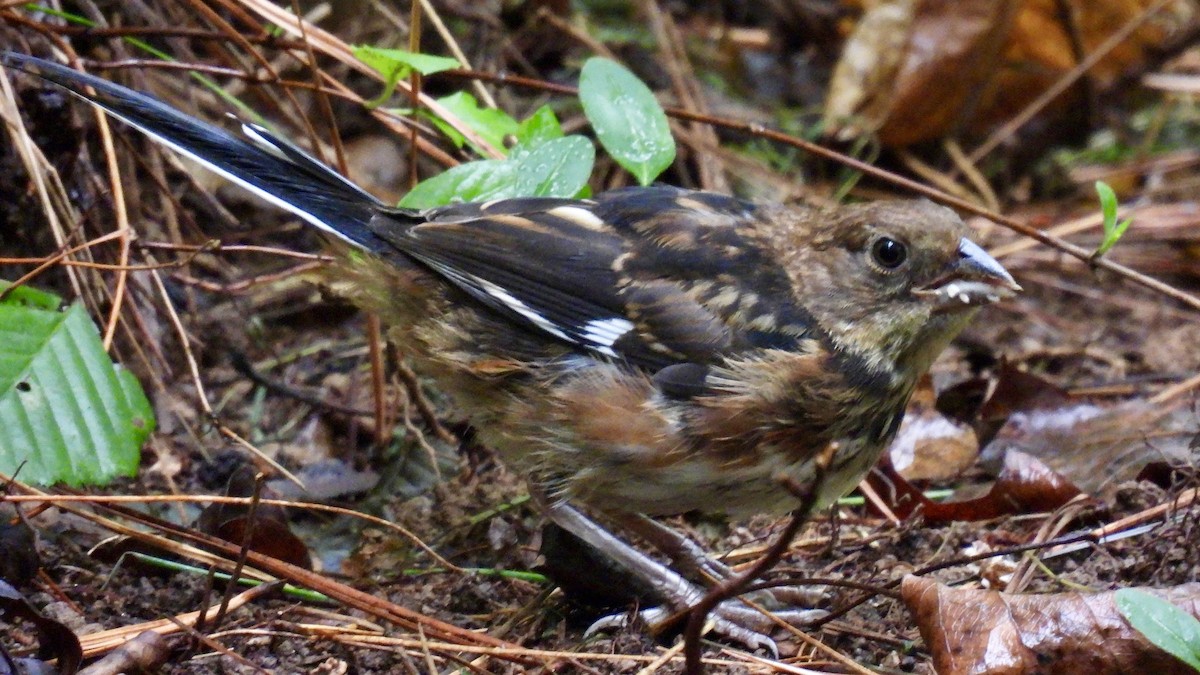 ワキアカトウヒチョウ - ML482654991