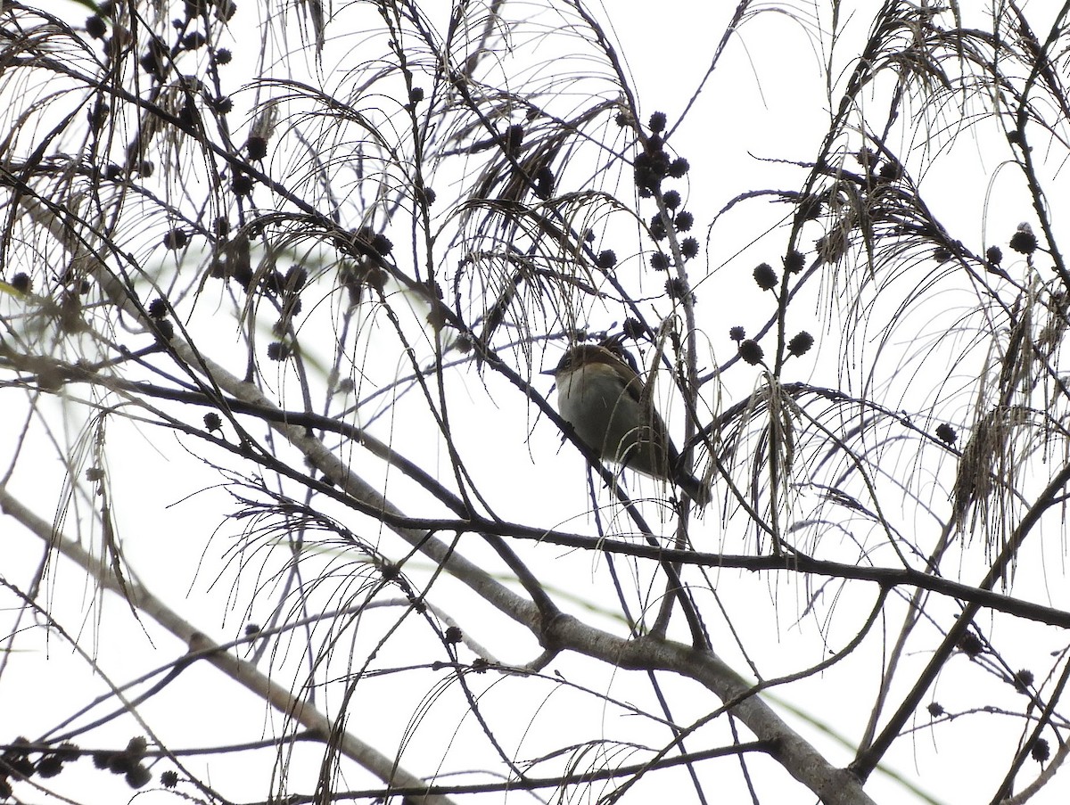 Gray Thornbill - ML482655231