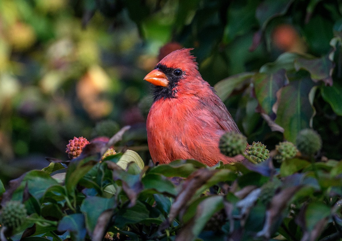 Northern Cardinal - ML482655511