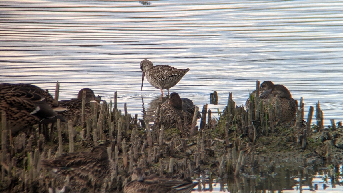 Spotted Redshank - ML482657151