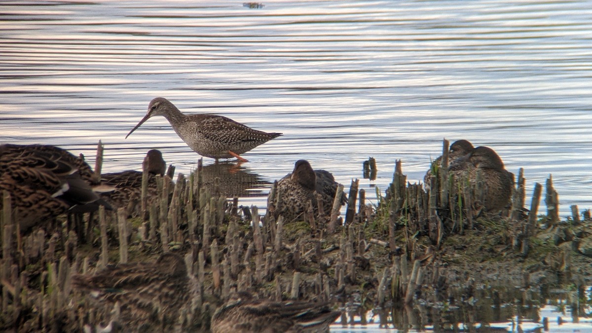 Spotted Redshank - ML482657191