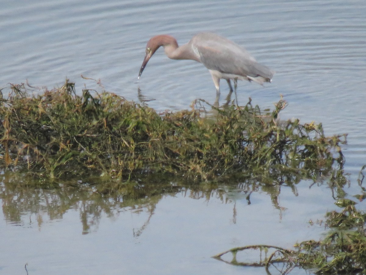 Reddish Egret - ML48265731