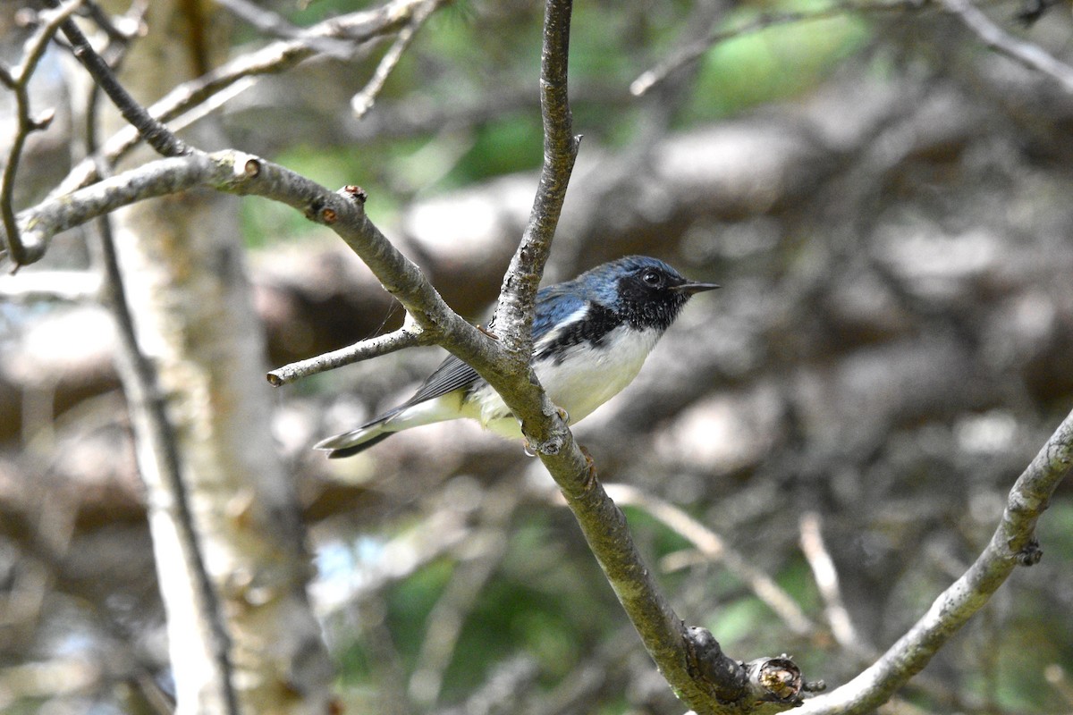 Black-throated Blue Warbler - Devin Johnstone