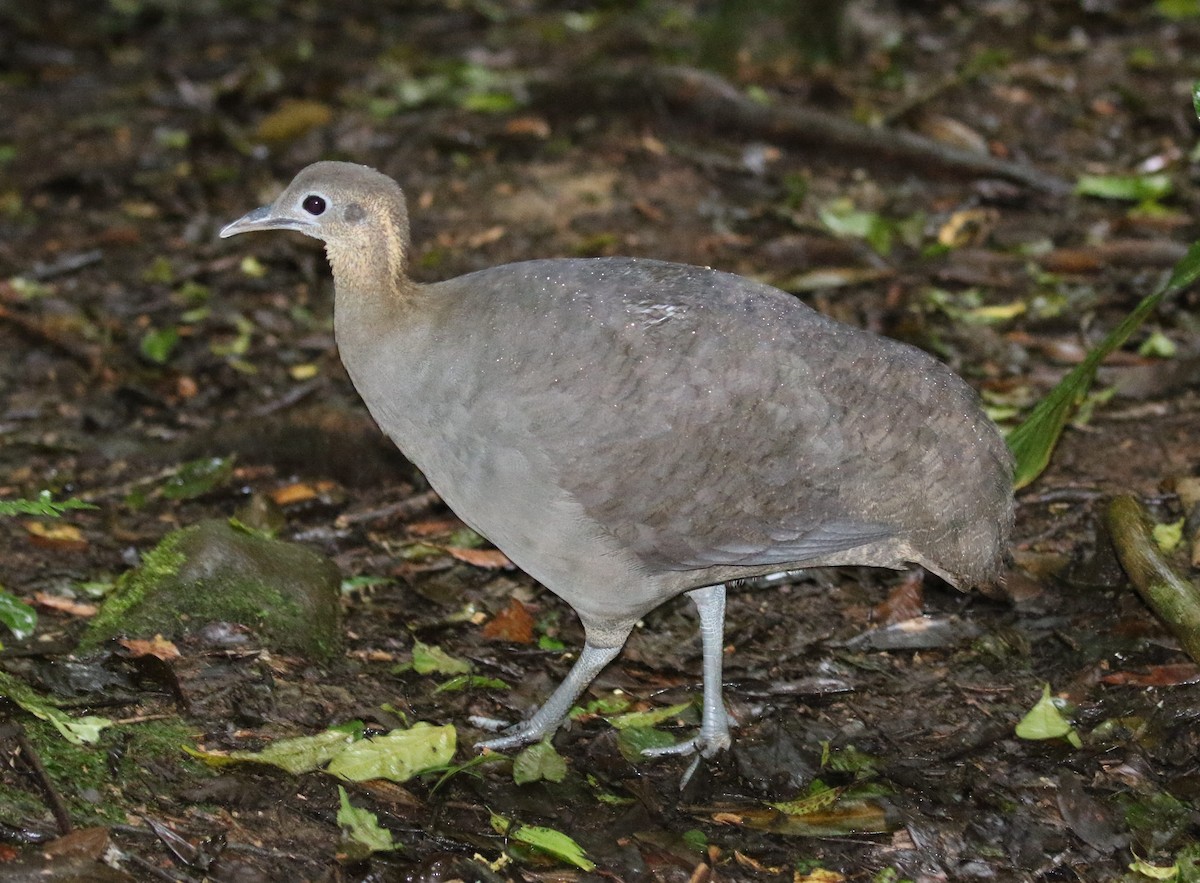 Solitary Tinamou - ML482658161