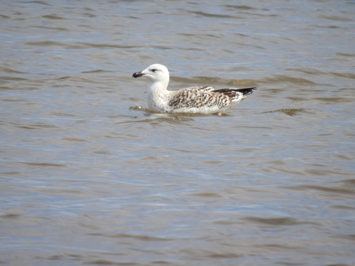 Great Black-backed Gull - ML482658221