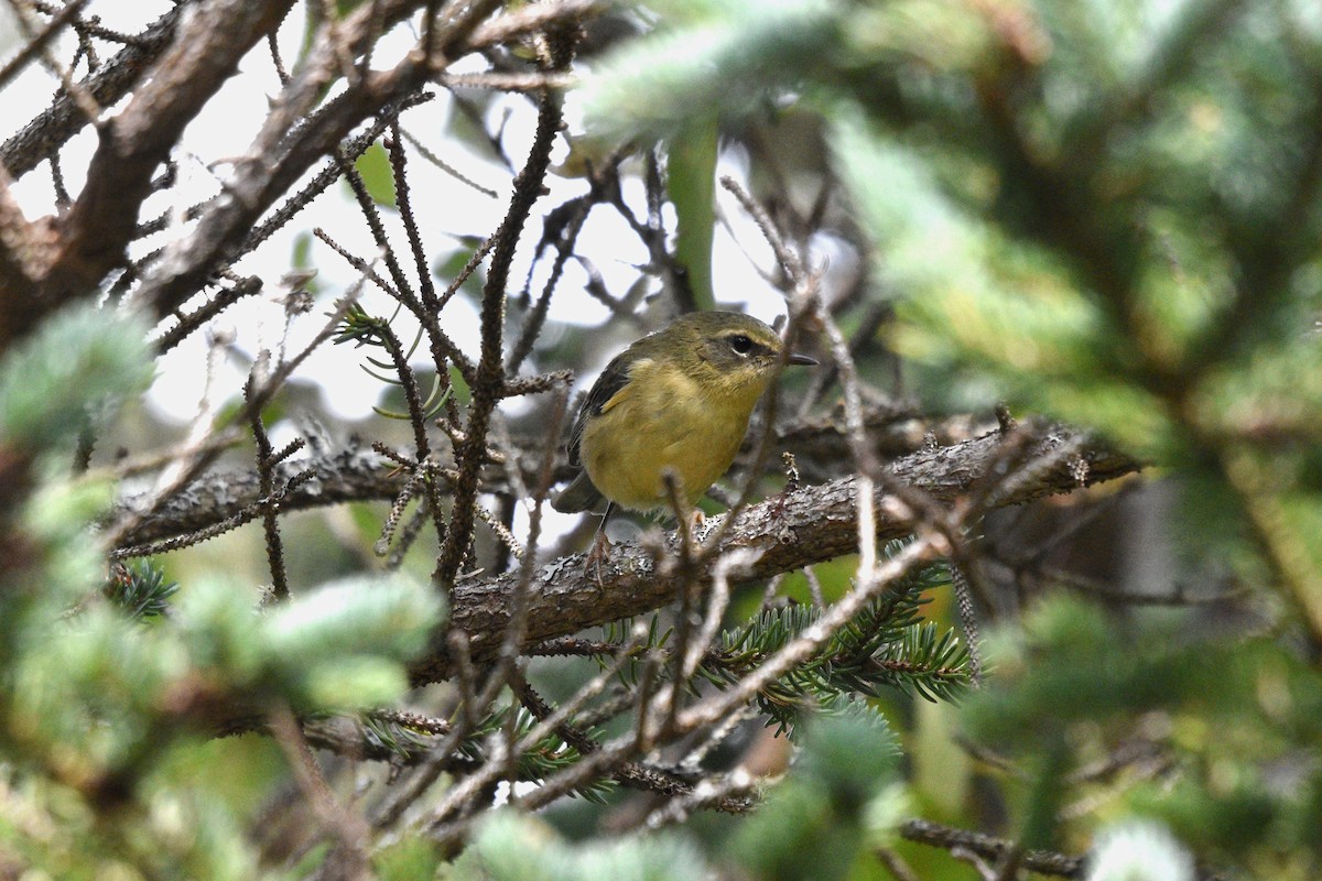 Black-throated Blue Warbler - ML482658431