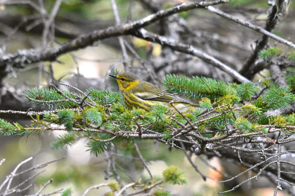 Cape May Warbler - Devin Johnstone