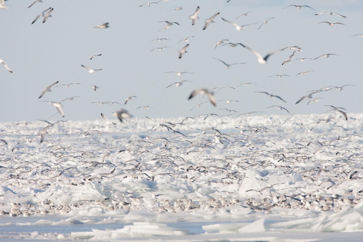 Larus sp. - ML482660101