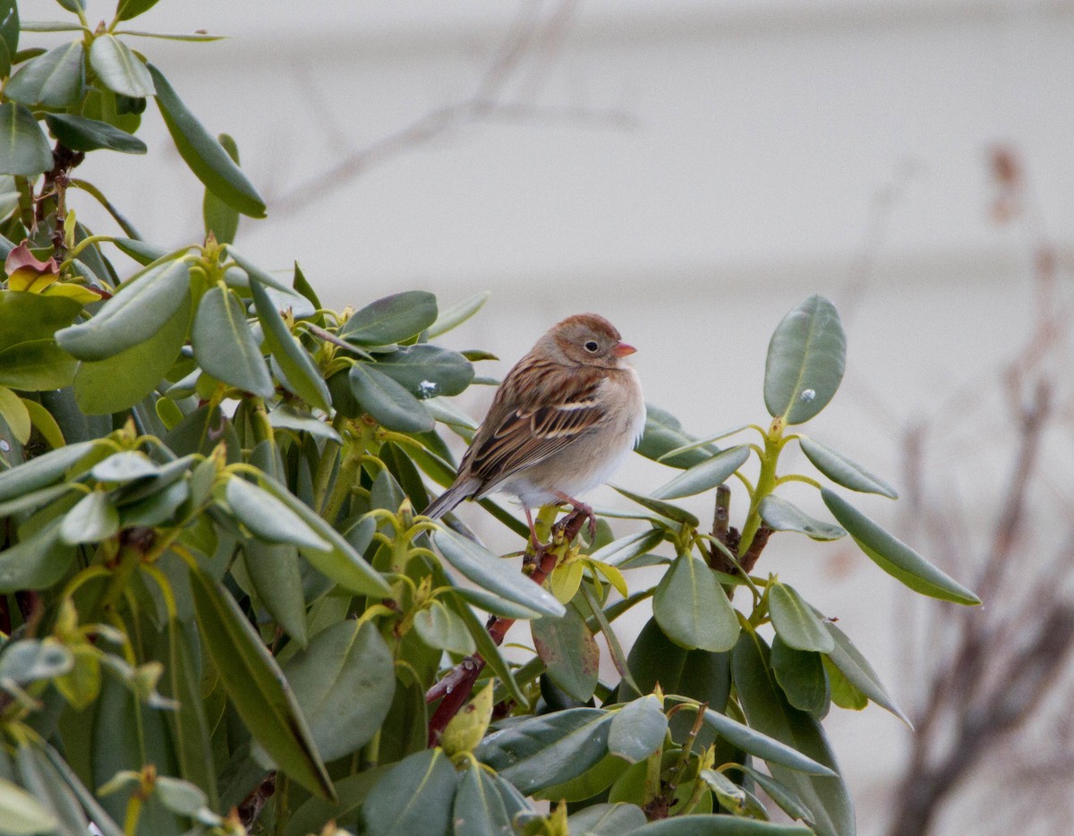 Field Sparrow - ML48266031