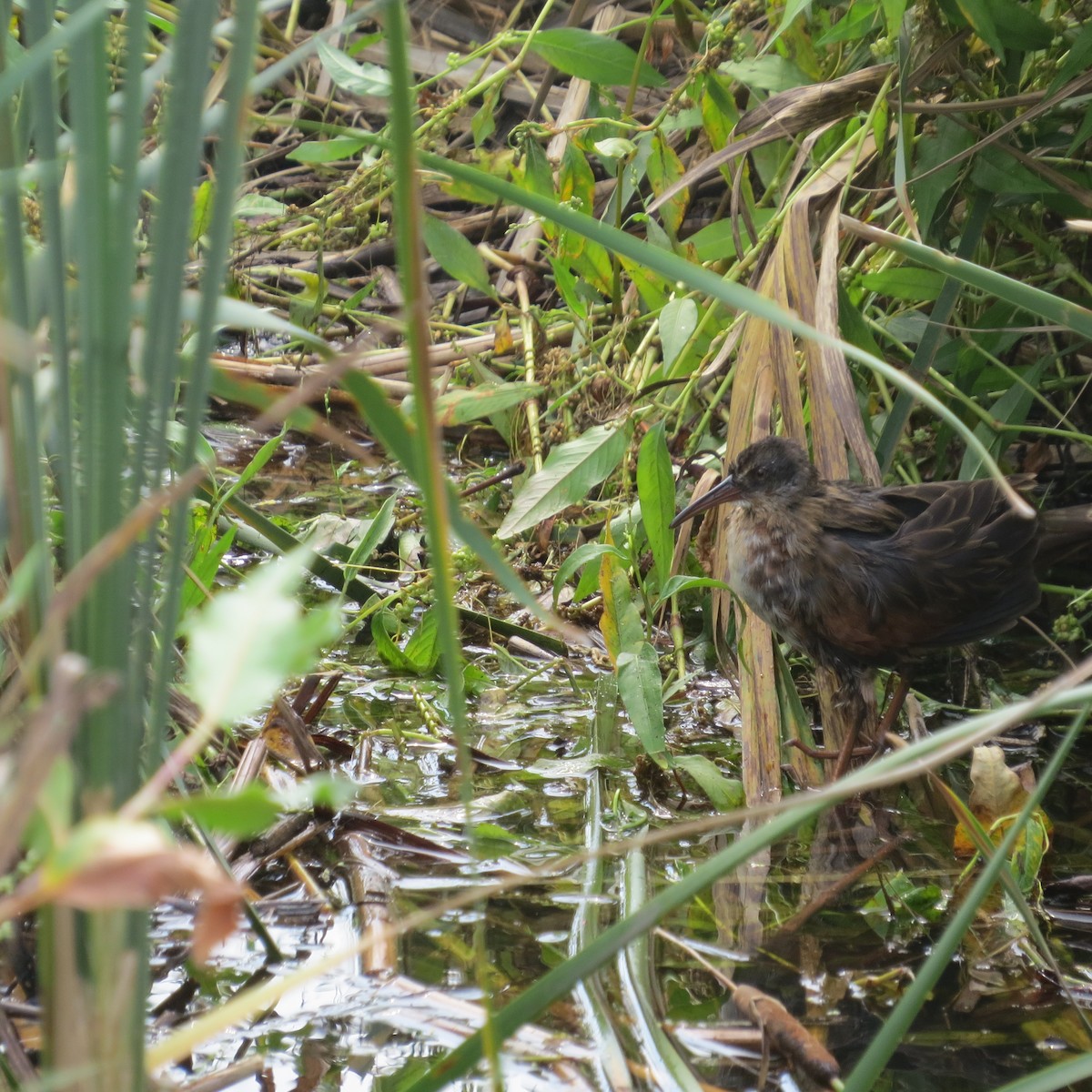 Virginia Rail - ML482661501