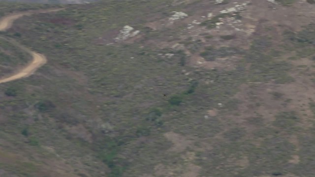 Vaux İğnekuyruğu (vauxi) - ML482662