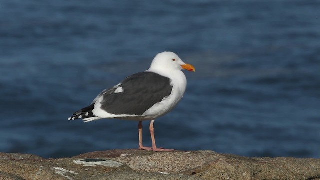 Western Gull - ML482664