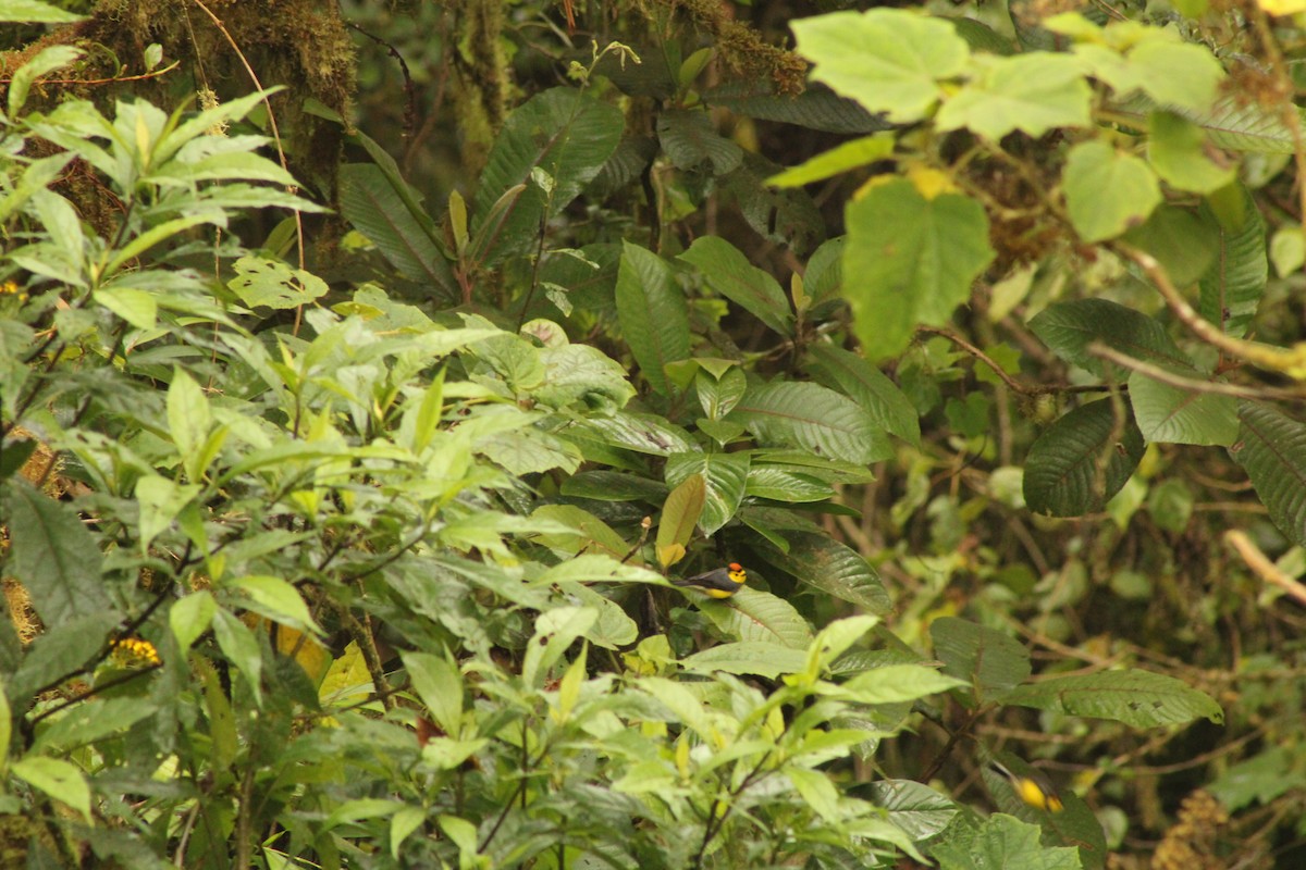 Collared Redstart - Iyok Madriz Guevara