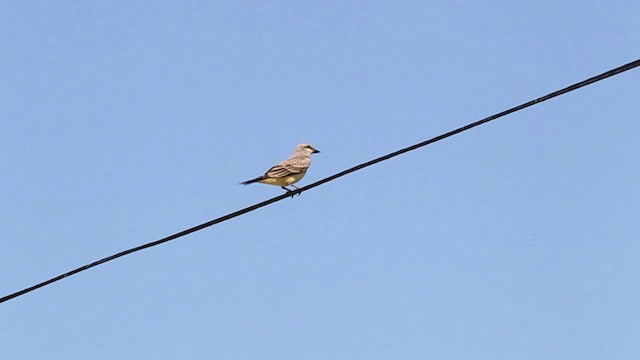 Western Kingbird - ML482666