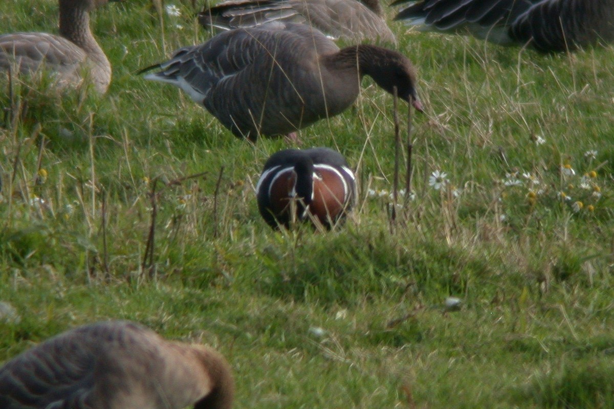 Red-breasted Goose - ML482666841