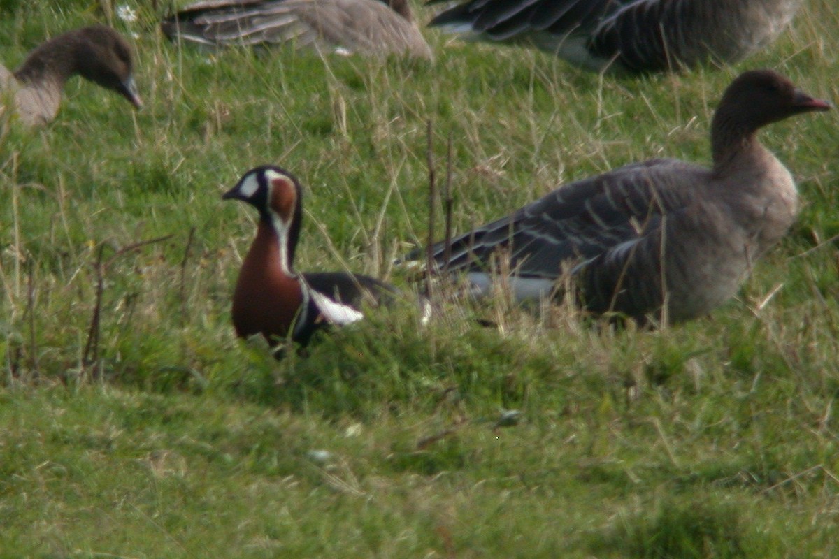 Red-breasted Goose - ML482666851