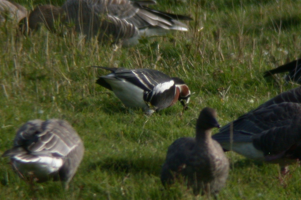 Red-breasted Goose - ML482666871