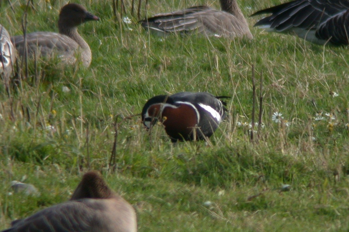 Red-breasted Goose - ML482666881