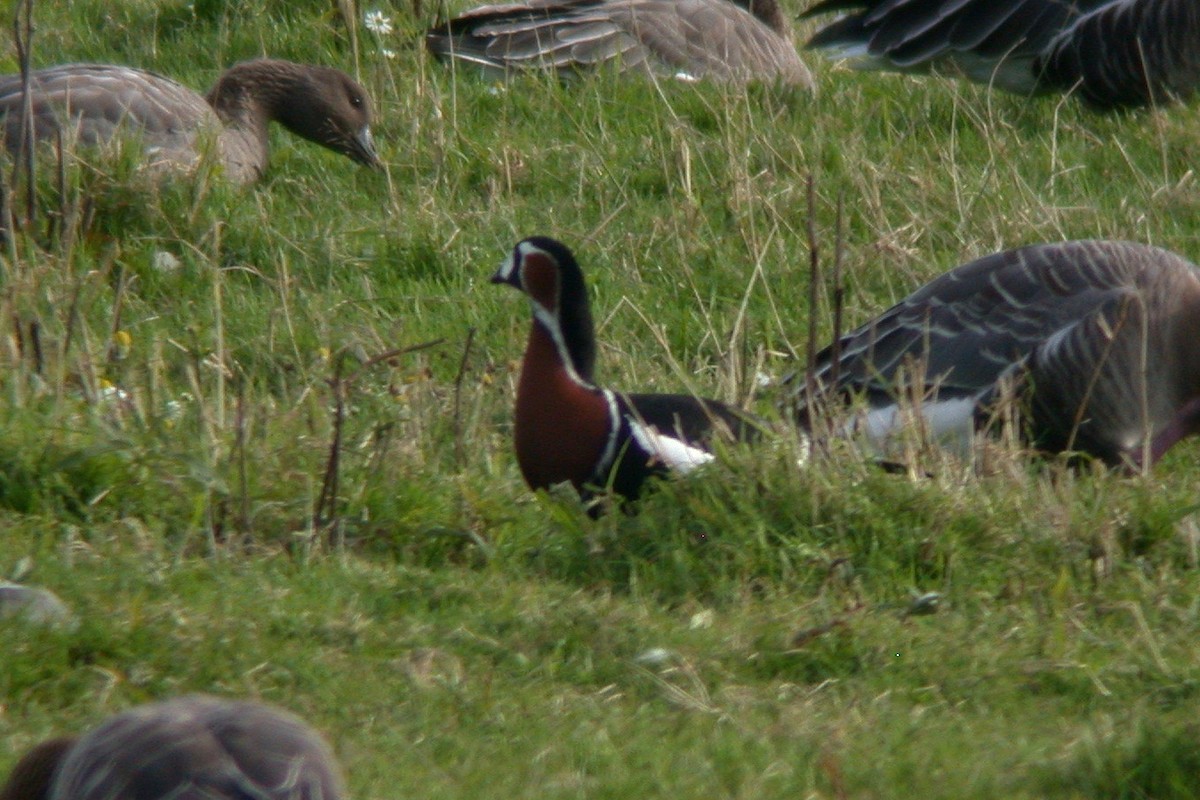 Red-breasted Goose - ML482666891