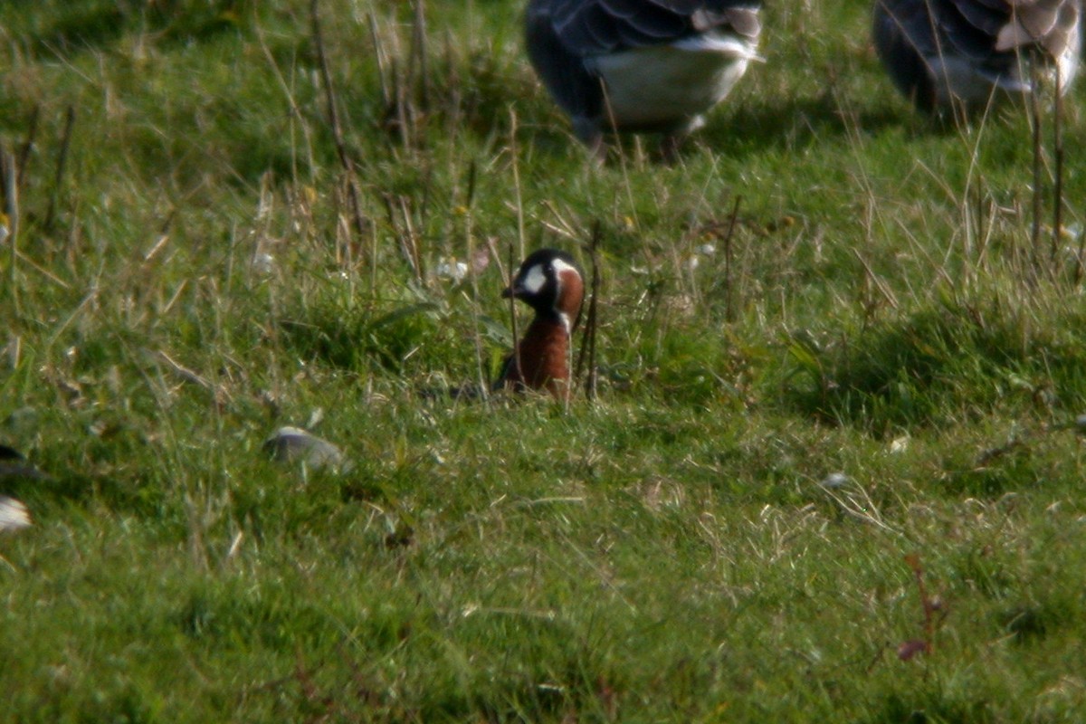 Red-breasted Goose - ML482666901