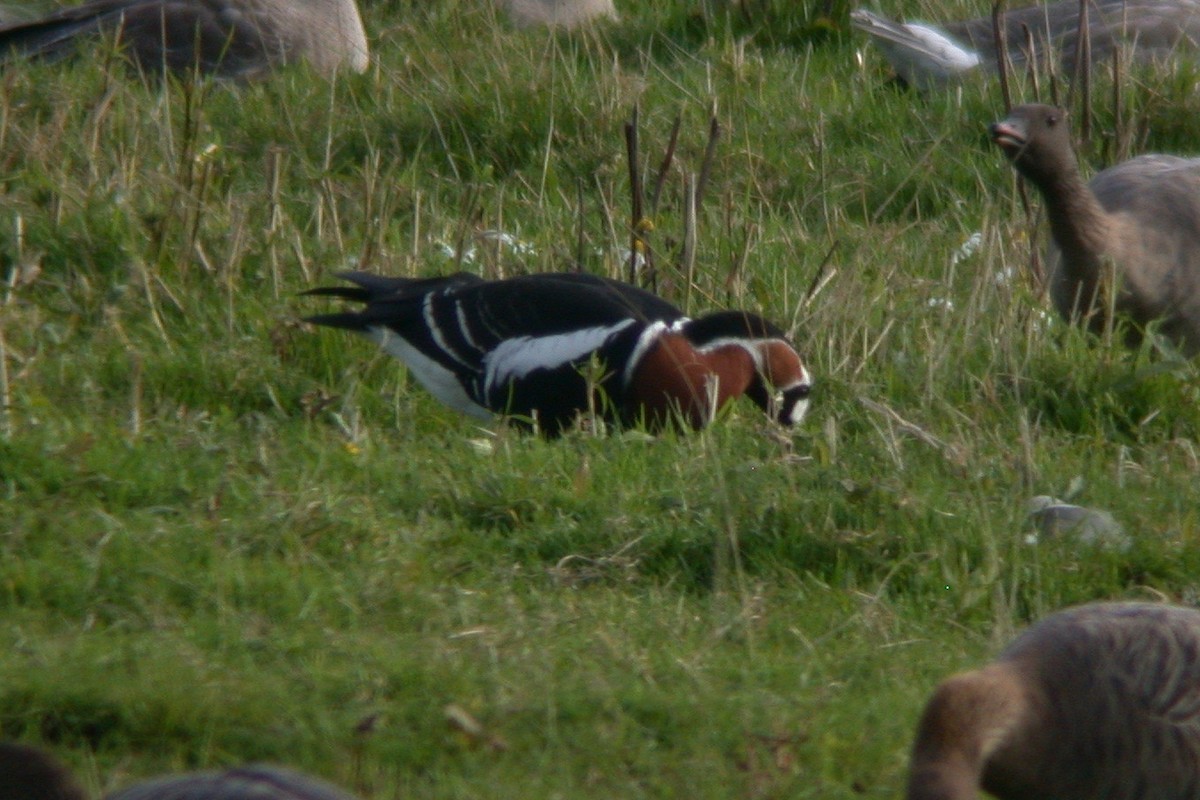 Red-breasted Goose - ML482666911