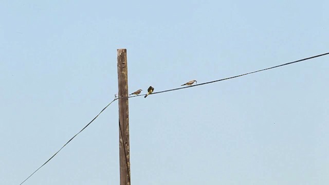 Western Kingbird - ML482667